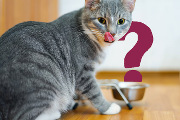 Quelle nourriture pour nos chats?